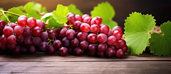 Poster - Red Grapes with Green Leaves on the Vine. Creative banner. Copyspace image