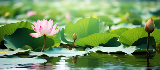 Poster - pink lotus and green lotus leaves in the canal. Creative banner. Copyspace image
