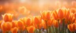 © HN Works - Blooming orange tulips flowers field. Creative banner. Copyspace image