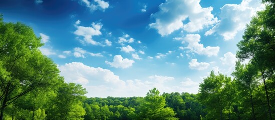 Fototapete - View of the sky to the tops of the trees in the forest. Creative banner. Copyspace image