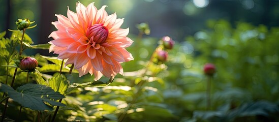 Aufkleber - beautiful delicates natural summer flower among greenery in the garden. Creative banner. Copyspace image