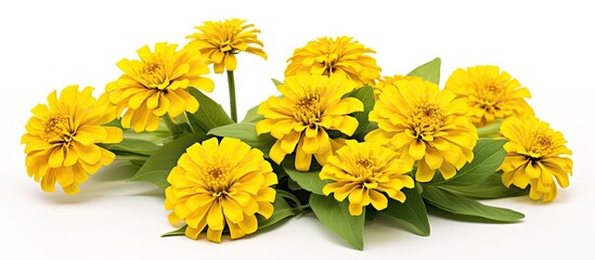 Fototapete - Colorful Yellow Zinnia flowers Amazing and colorful Zinnia flower isolated Perfect image for yellow floral background fresh wedding flowers florist botanical garden decorative bouquet etc