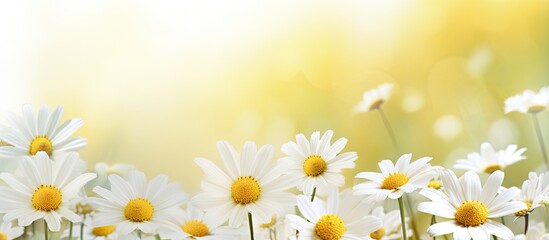 Wall Mural - beautiful white and yellow daisy flowers in the nature. creative banner. copyspace image