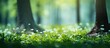 © HN Works - Abstract blurred spring forest background image created in camera. Creative banner. Copyspace image