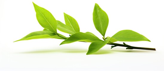 Aufkleber - Green tea leaf isolated on white background. Creative banner. Copyspace image