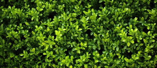 Poster - boxwood background. Creative banner. Copyspace image