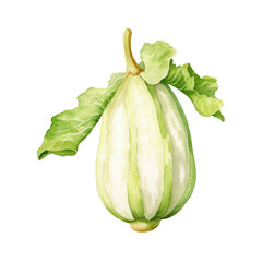 Watercolour Illustration of Chayote