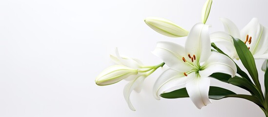 Poster - Lilly flower on white background. Creative banner. Copyspace image