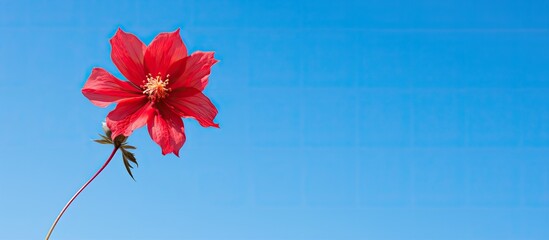 Poster - Beautiful red flower on blue sky. Creative banner. Copyspace image