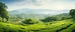 © HN Works - Beautiful scenery of the tea plantation area with green leaf covered the hillside and road crossing. Creative banner. Copyspace image