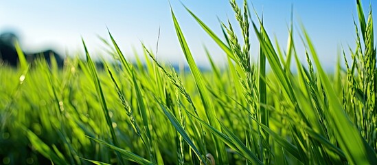 Sticker - weeds are growing in the rice field. Creative banner. Copyspace image