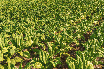 A photograph of a industrial tobacco field