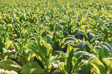 a photograph of a industrial tobacco field