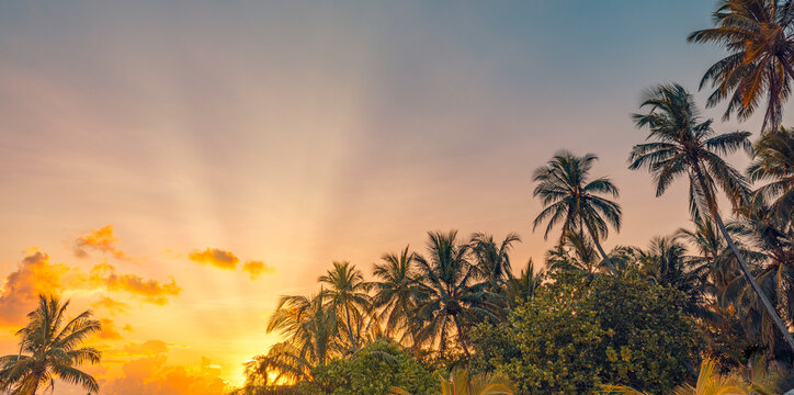 Copy space of silhouette palm trees sun rays sunlight on sunset sky, summer abstract tourism background. Beautiful vacation nature travel summertime panorama. Idyllic tropical Mediterranean pattern