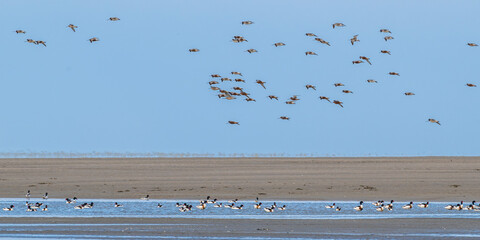 Wall Mural - Barge à queue noire (Limosa limosa - Black-tailed Godwit)