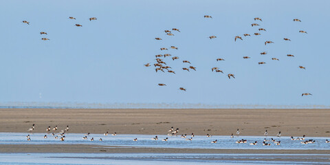 Wall Mural - Barge à queue noire (Limosa limosa - Black-tailed Godwit)