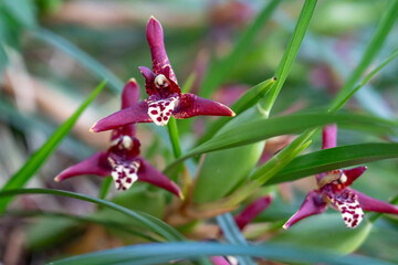 Maxillaria tenuifolia, the delicate-leafed maxillaria or coconut pie orchid, is a species of orchid , Hilo International Airport, Hawaii plant

