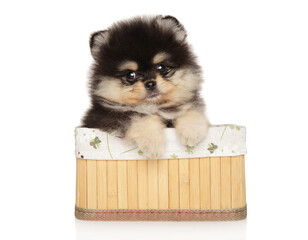 Poster - Pomeranian Spitz Puppy Sitting in Basket