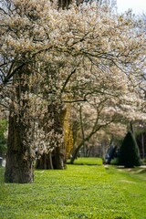 Cherry blossoming trees and sun light in park. Sakura Cherry blossom alley. Wonderful scenic park with rows of flowerind cherry sakura trees and green lawn in spring. Sun rays in pink bloom