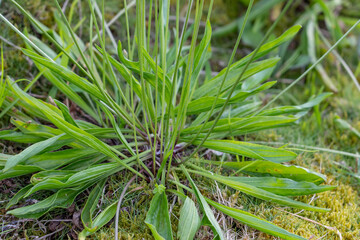 Wall Mural - Plantago lanceolata is a species of flowering plant in the plantain family Plantaginaceae. ribwort plantain, narrowleaf plantain, English plantain, ribleaf, Hilo International Airport, Hawaii plant

