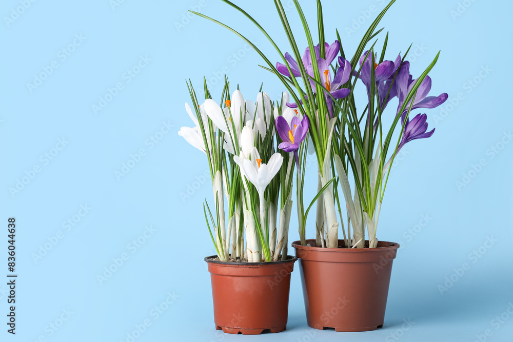 Pots with beautiful crocus flowers on blue background