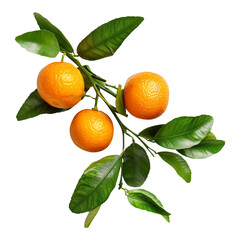 Oranges fruit with leaves isolated on transparent background remove png, Clipping Path