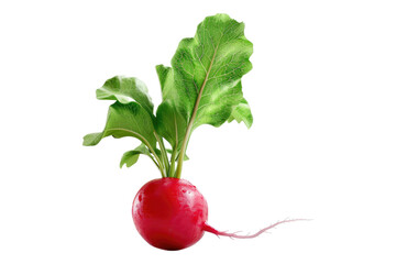 Poster - Radish isolated on transparent background