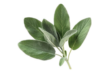 Wall Mural - Photo sage leaves isolated on transparent background