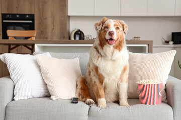 Wall Mural - Adorable Australian Shepherd dog with popcorn and TV remote sitting on sofa at home