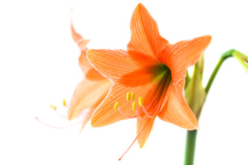 Wall Mural - Red orange flowers Amaryllis isolated on white background