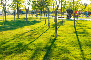Wall Mural - Green park at sunset light with green trees, grass and shadows