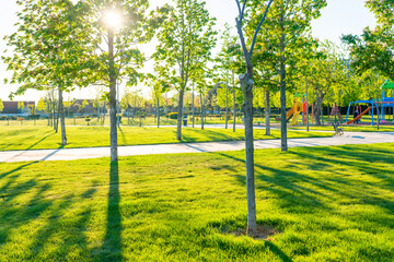 Wall Mural - green park at sunset light with green trees, grass and shadows