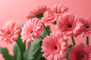 Wall Mural - Pink gerbera flowers on a light pink background. Floral spring background.


