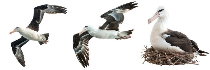 Three albatrosses: two in flight and one nesting