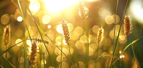 Wall Mural - detailed close-up of sunlit grass blades against blurred bokeh backdrop.