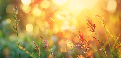 Wall Mural - detailed close-up of sunlit grass blades against blurred bokeh backdrop.