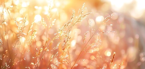 Wall Mural - detailed close-up of sunlit grass blades against blurred bokeh backdrop.