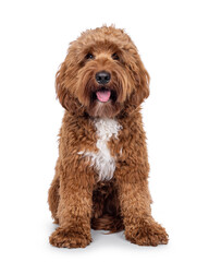 Wall Mural - Happy young male Cobberdog aka Labradoodle, sitting up facing front. Looking straight to camera with tongue out. Isolated on a white background.