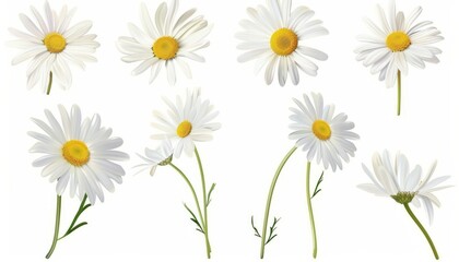 Wall Mural - Ultimate Guide: Stunning Chamomiles and Daisy Flowers in AR 7:4