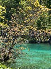 Sticker - a view of the water from the shore near a tree