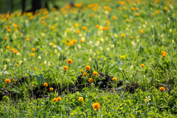 Wall Mural - wild beautiful flowers of Altai on a sunny spring day