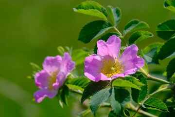 Sticker - Close up of pink Rosa canina on green background of meadow