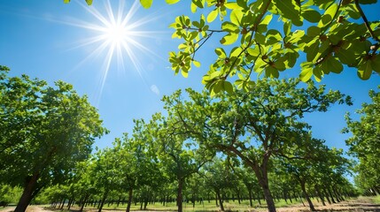 Sticker - a pecan field rows of tall pic