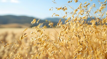 Wall Mural - an oat field golden stalks img