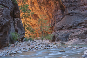 Wall Mural - Landscape of the Virgin River Narrows captured with motion blur, Zion National Park, Utah, USA