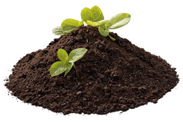 Young green plant seedlings in rich soil isolated on transparent, white background, png, showing growth