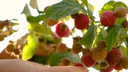 Wall Mural - There is a raspberry harvest on the branches in the garden. Selective focus.