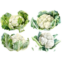 Wall Mural - Set Cauliflower  on a white background watercolor hand drawing 