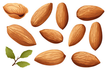 Wall Mural - Hand Drawn Almonds Vectors art isolated with white background
