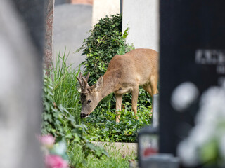 Wall Mural - Roe deer, Capreolus capreolus